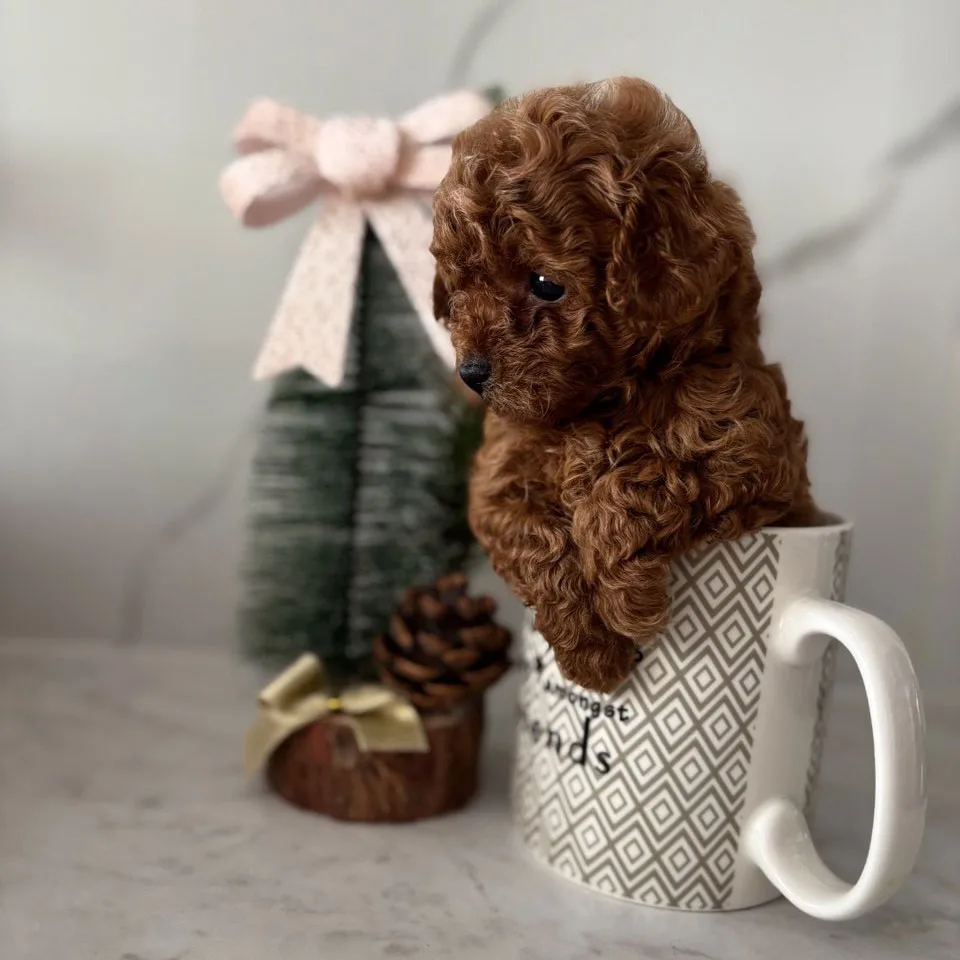 cup